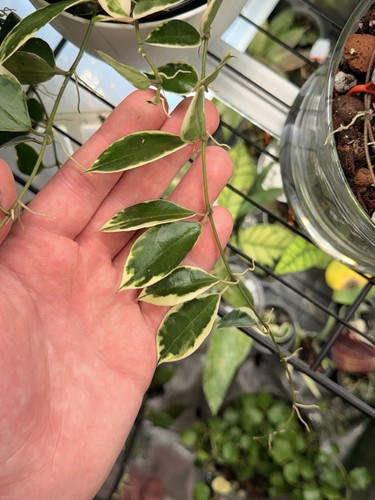 Hoya lacunosa asami variegated - hoya,
