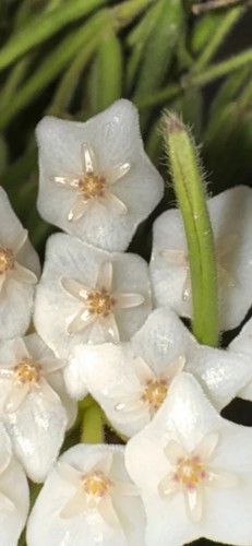 Hoya linearis well - linearis,