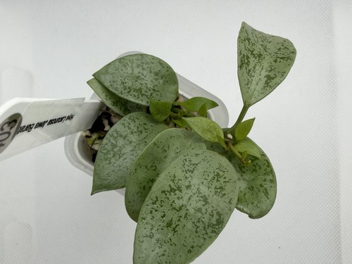 Hoya lacunosa jawa barat - jawa,