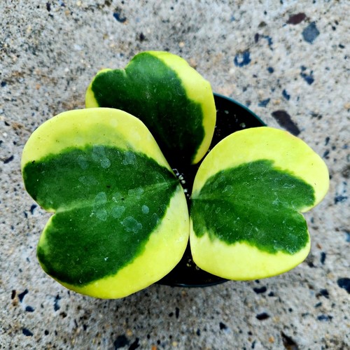 Variegated hoya kerrii live - hoya,