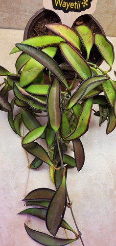 Hoya wayetii variegated - variegated, live